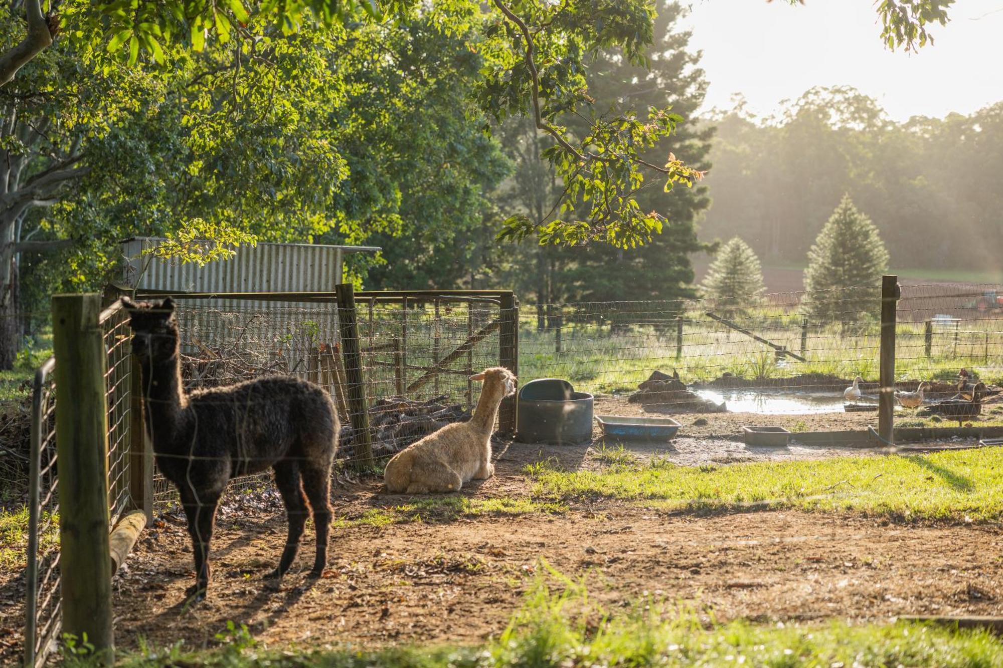 Blackwattle Farm Beerwah Εξωτερικό φωτογραφία