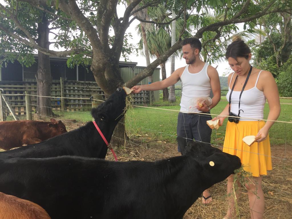 Blackwattle Farm Beerwah Εξωτερικό φωτογραφία